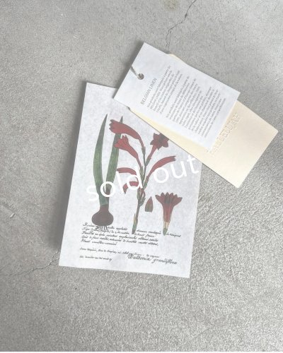 画像15: HALLELUJAH／12.Victorian Pantalon ヴィクトリアンパンタロン・navy stripe