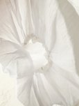 画像13: Dgy/ふんわり袖のジョーゼットブラウス・黒