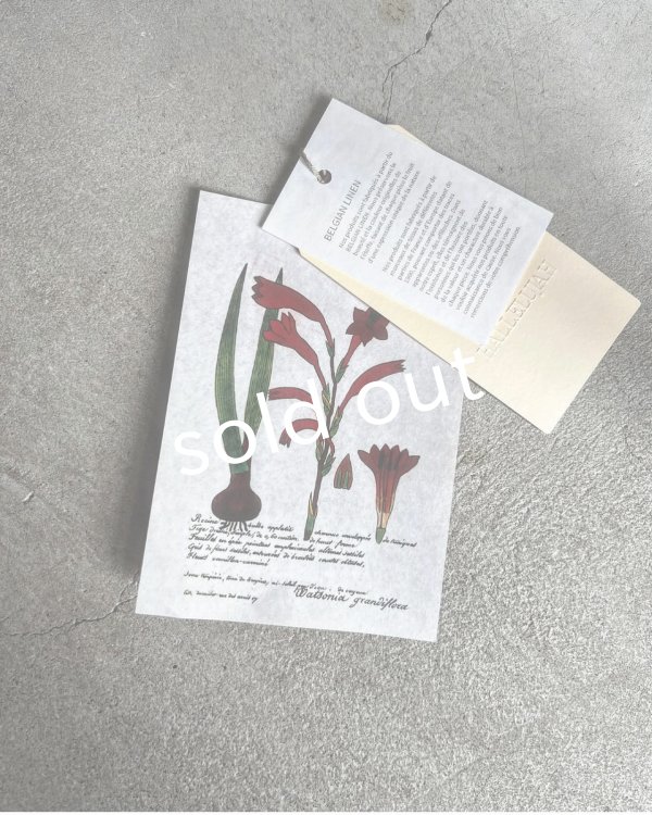 画像15: HALLELUJAH/12.Victorian Pantalon ヴィクトリアンパンタロン・navy stripe (15)